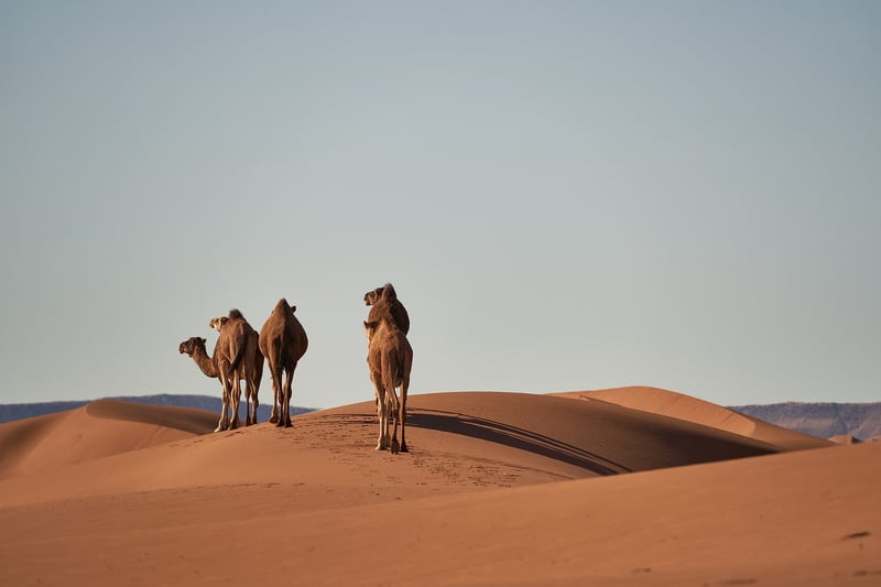Erg Chebbi, Morocco
